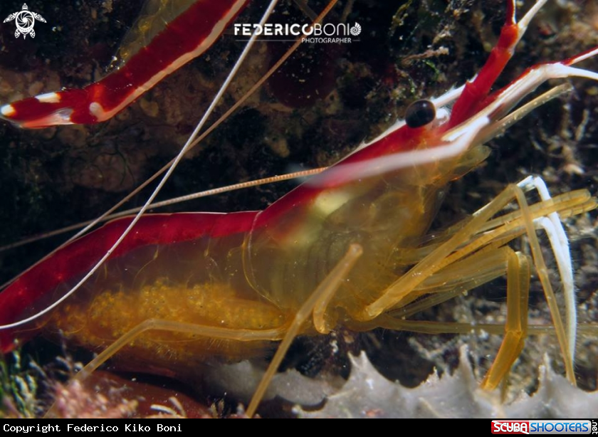 A Lysmata amboinensis