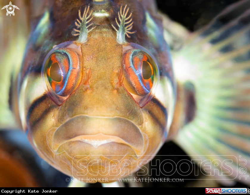 A Klipfish