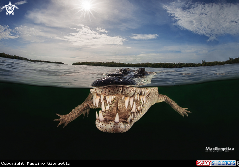 A crocodile american