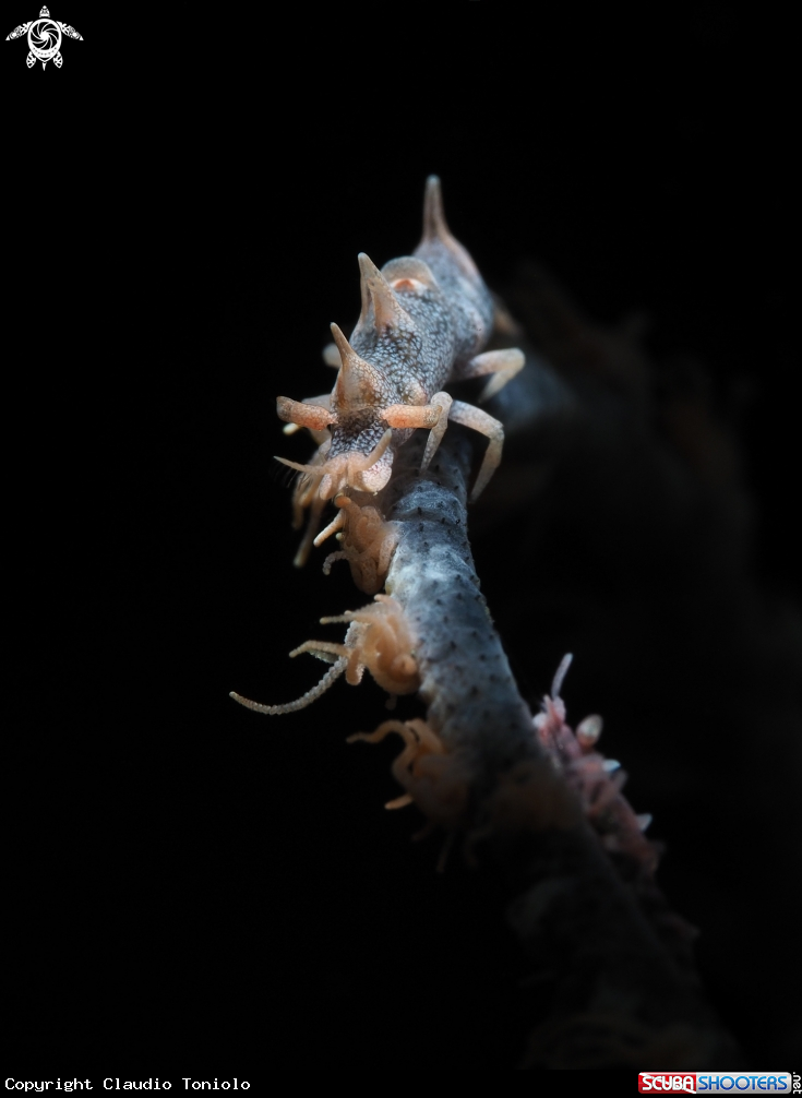 A Dragon Shrimp