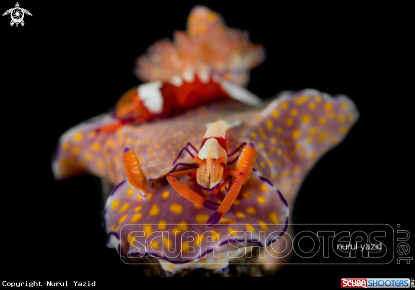 A Emperor Shrimp on Nudibranch (Ceratosoma tenue)