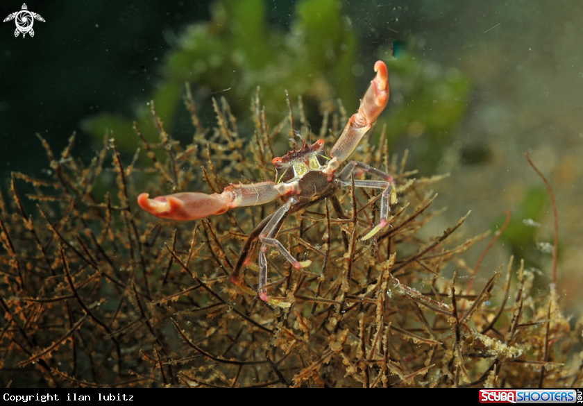 A Crab
