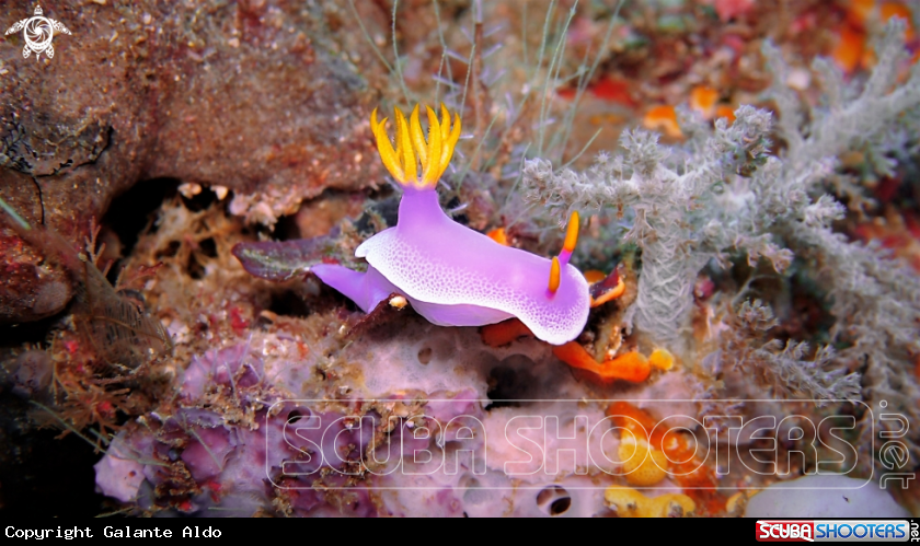 A Nudibranch