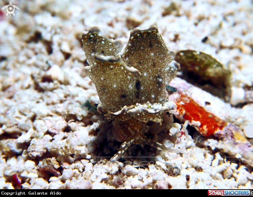 A Nudibranch