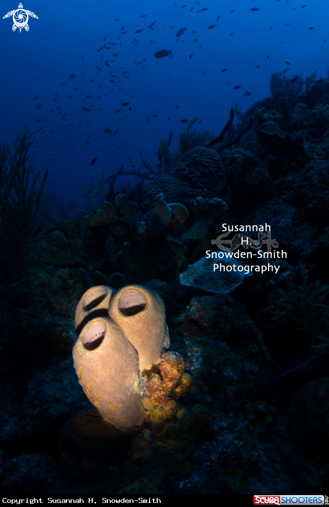 A Reef scene