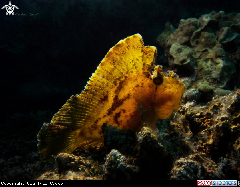 A Leaf scorpionfish