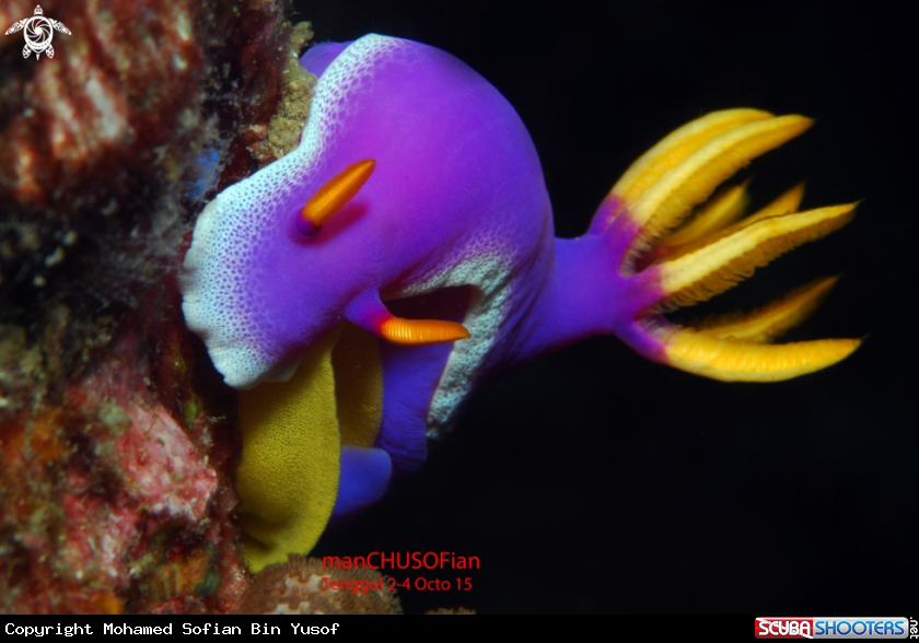 A Purple Nudibranch