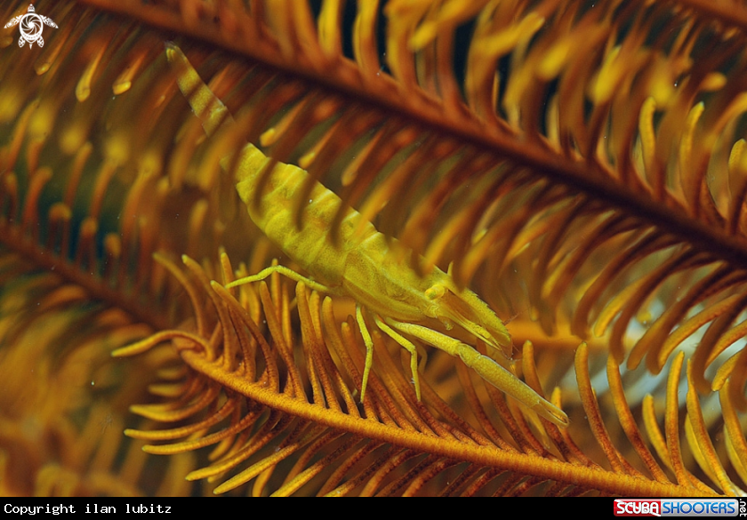 A Crinoid Squat Lobster 