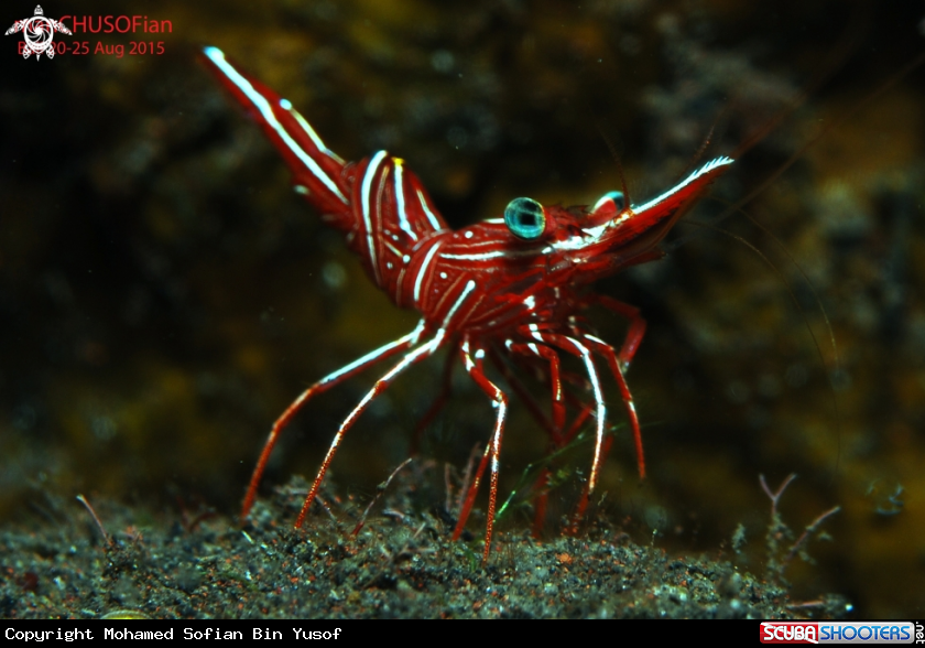 A Durban Dancing Shrimp
