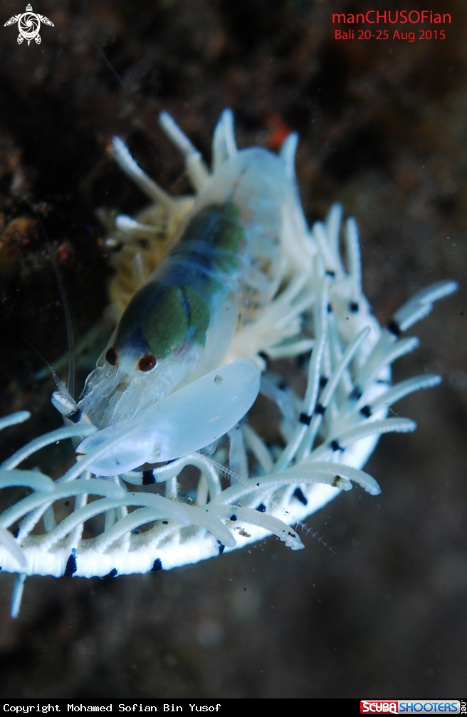 A White shrimp