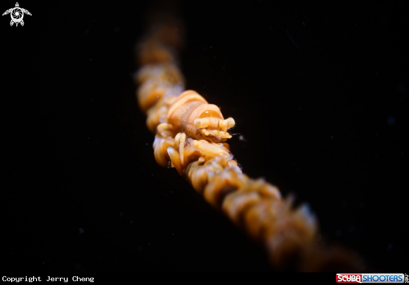 A Shrimp