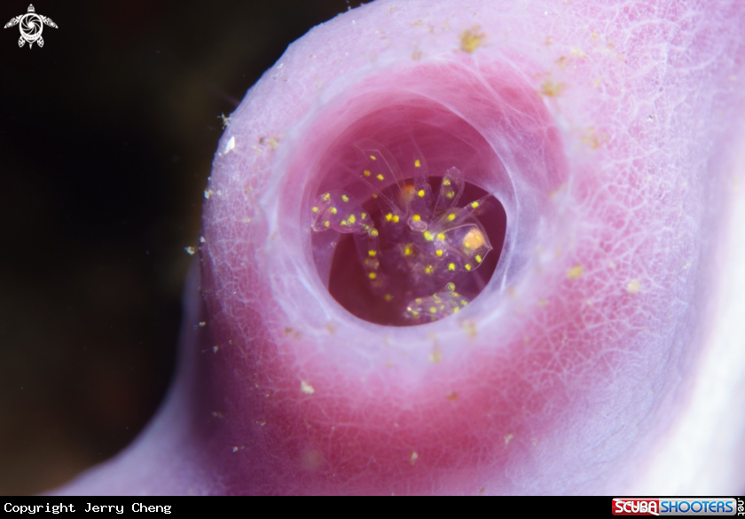 A Sponge shrimp