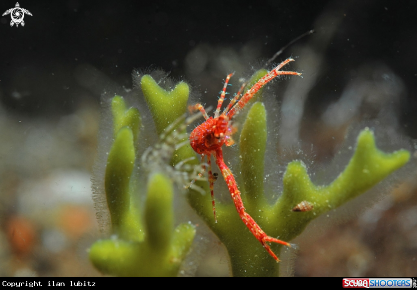 A Squat lobster