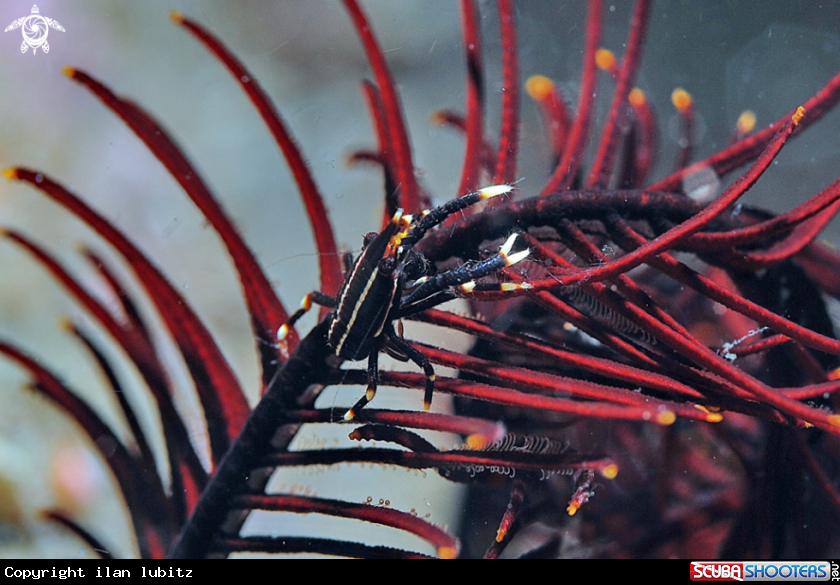 A Crinoid Squat Lobster