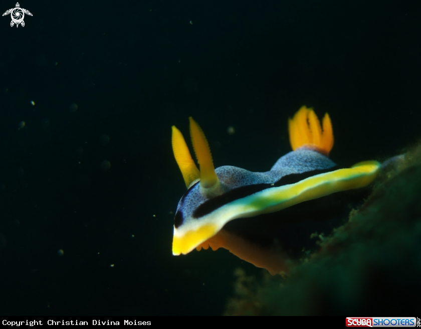 A Chromodoris Annae