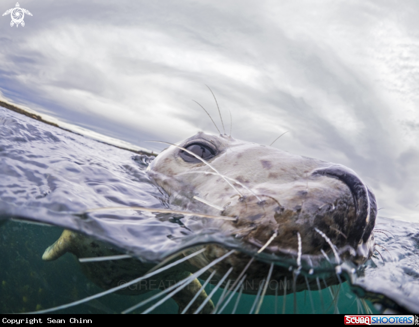 A Grey Seal