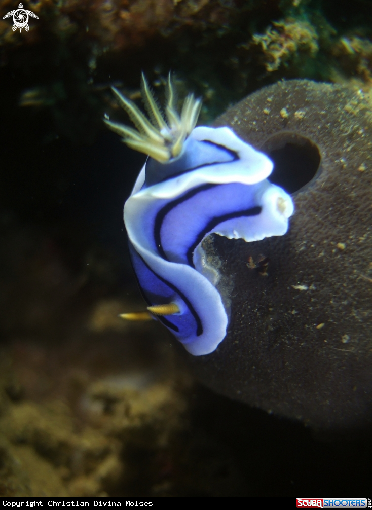 A Chromodoris Lochi