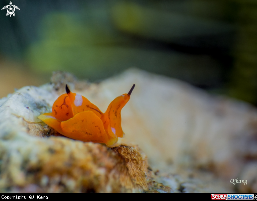 A Snail