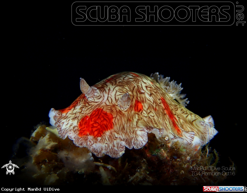 A Nudibranch