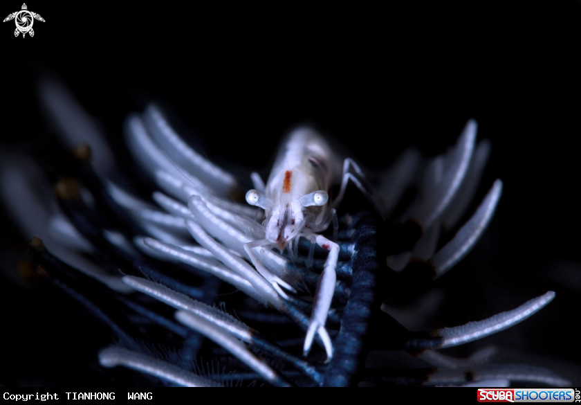 A Twin stripe crinoid shrimp