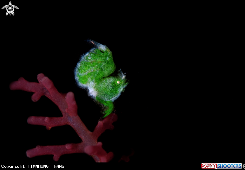 A hairly shrimp