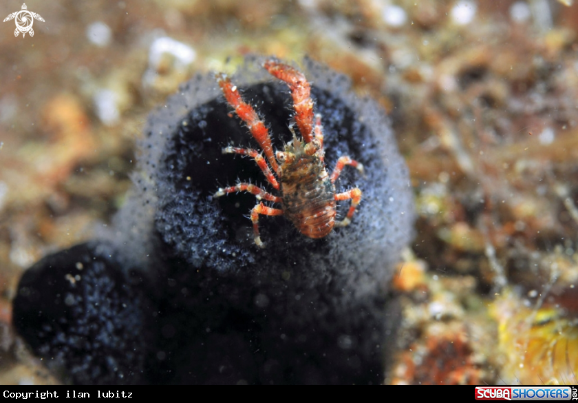 A Squat lobster