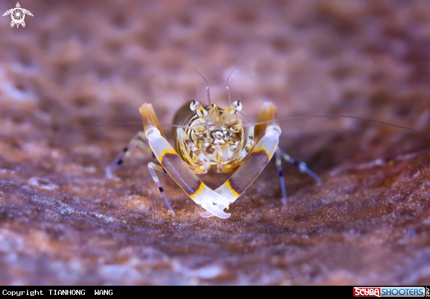 A Bumblebee shrimp