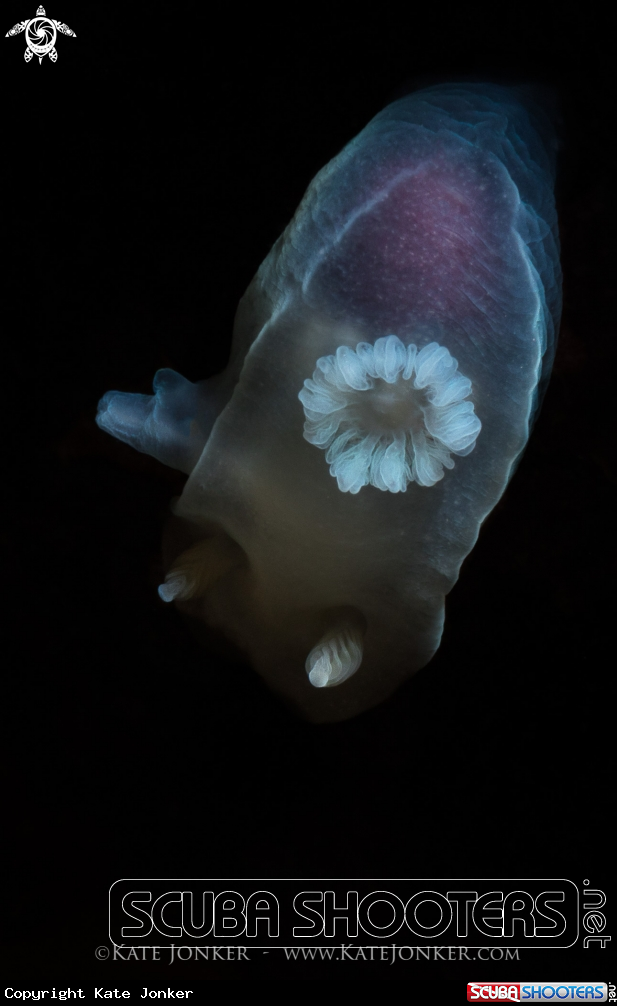 A Ghost Nudibranch