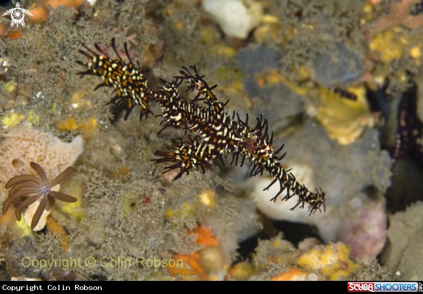 A ghost pipefish