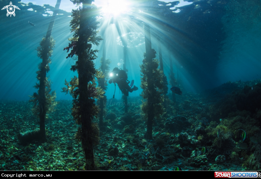 A Diver and ocean