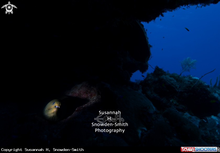 A Moray eel