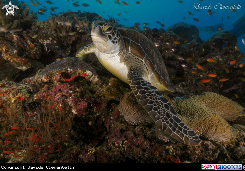 A Turtle in relax