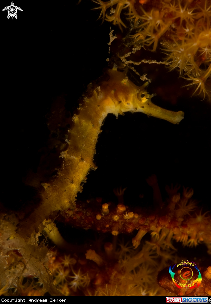 A Seahorse
