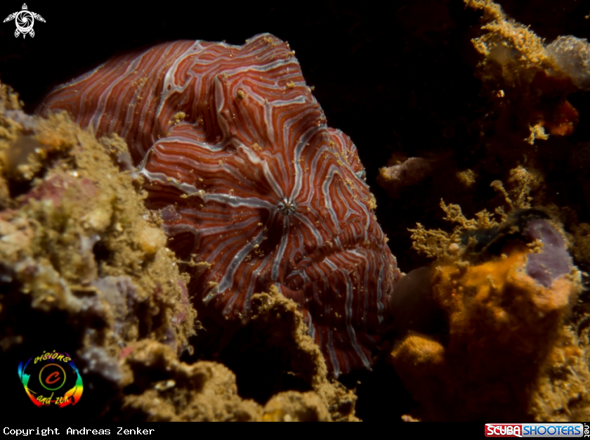A Psychedelic frogfish