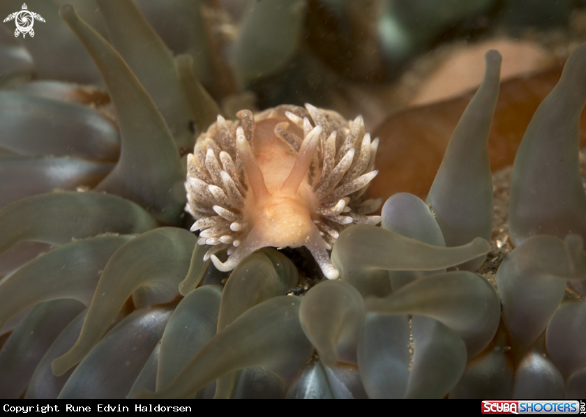 A Nudibranch