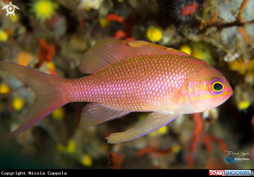 A Anthias