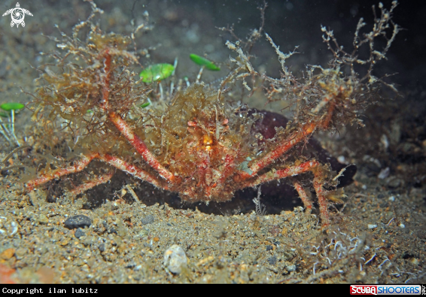 A Crab