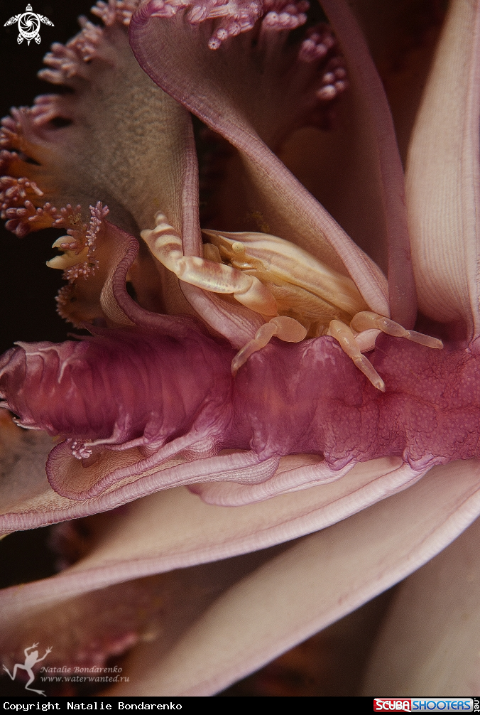 A Crab