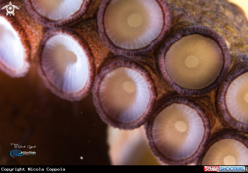 A Octopus