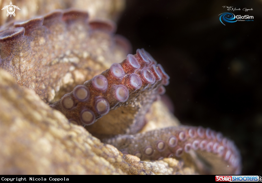 A Octopus
