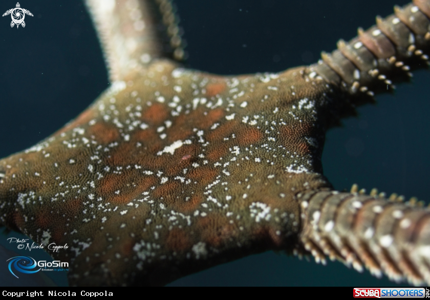 A serpentine star 