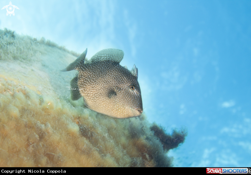 A Pesce Balestra 