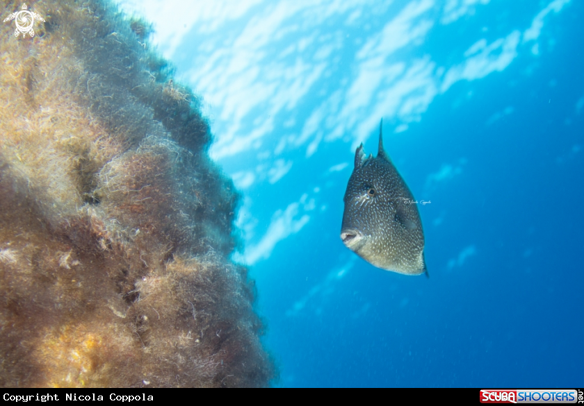 A Pesce Balestra 