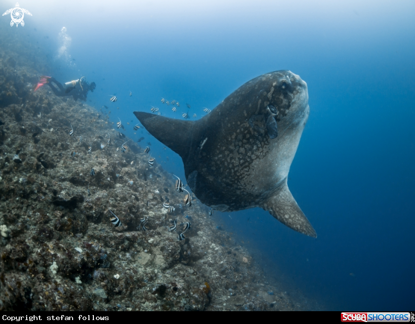 A Southern Ocean Sunfish