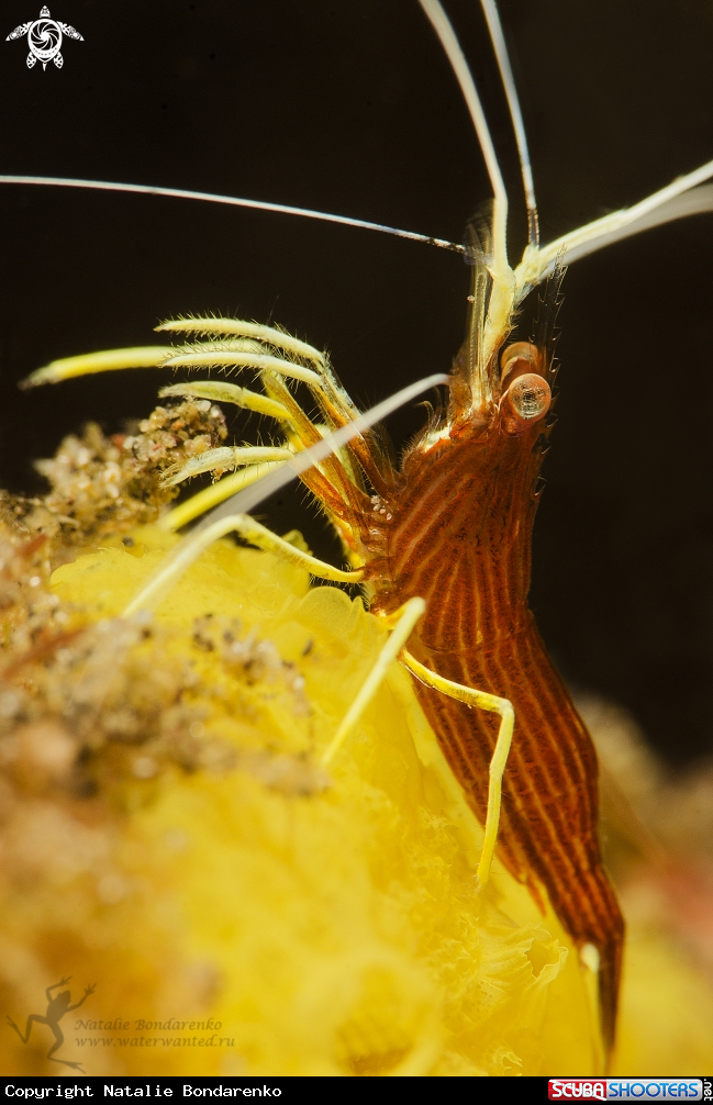 A Shrimp