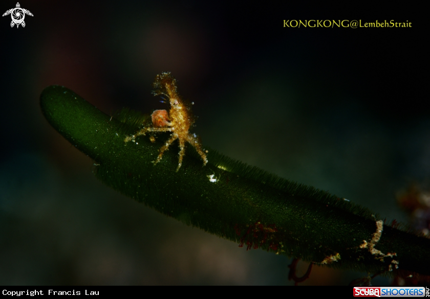A Decorator Crab