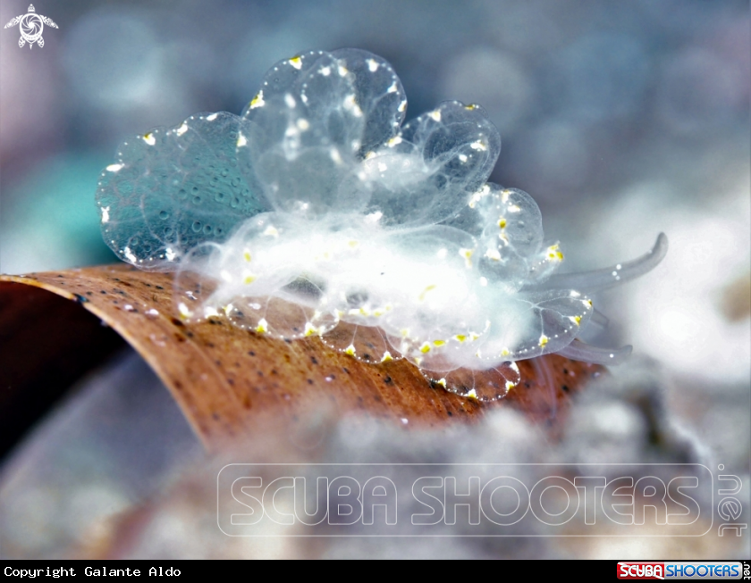 A Butterfly Nudibranch 