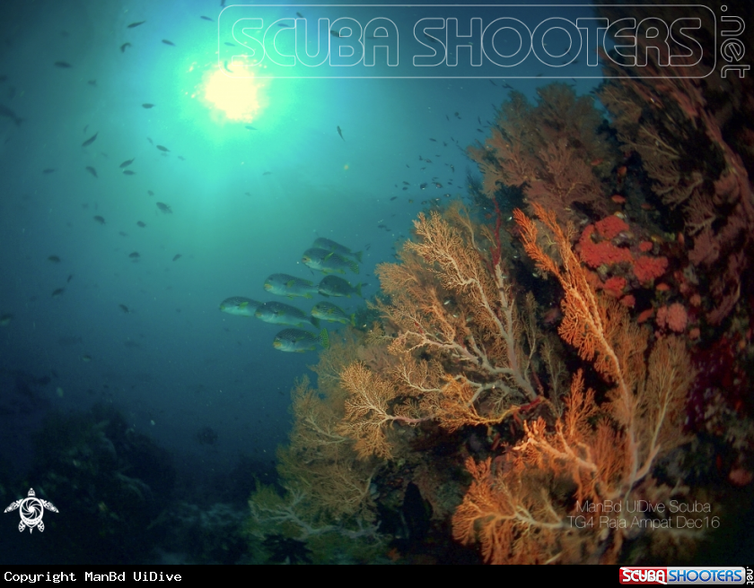 A CORAL