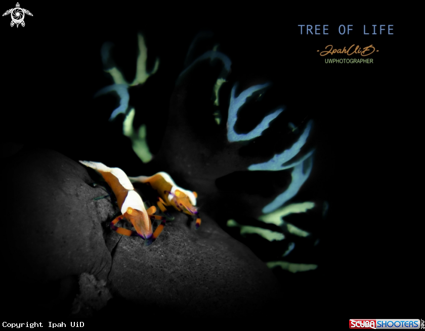 A Emperor shrimp on a Nudi