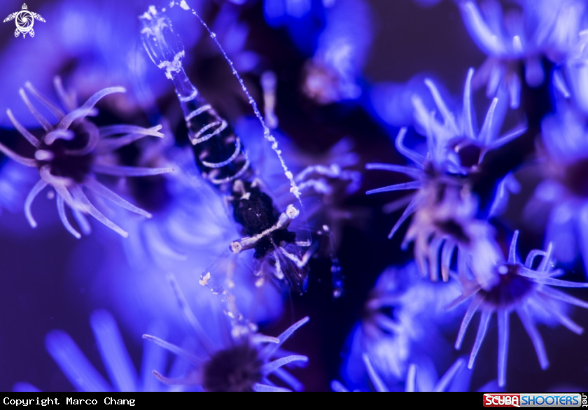 A coral shrimp